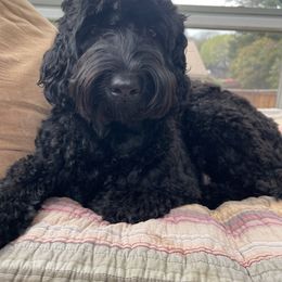 Mady - Australian Labradoodle