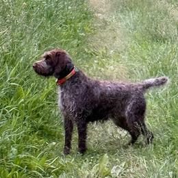Wirehaired Pointing Griffon All Grown Up from Luther Smith