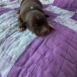 Tammy - Red & white female Australian Shepherd puppy in Cedar Hill, Tennessee from Kreger Farms