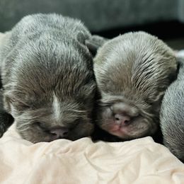 French Bulldog Puppies from French OG Los Ángeles