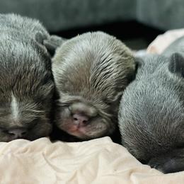 French Bulldog Puppies from French OG Los Ángeles