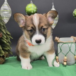 Henry(1600) - Sable male Pembroke Welsh Corgi puppy in Dickeyville, Wisconsin from J&R Shepherds & Corgis