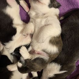 Cardigan Welsh Corgi Puppies from Luxe Cardigan Welsh Corgis