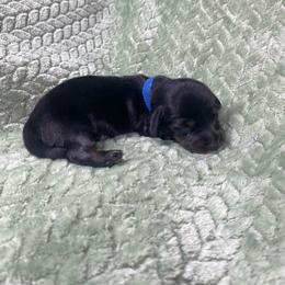 Klaus - Black and tan male Dachshund puppy in Richmond, Virginia from Paw Prints