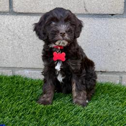 Red collar shea - Chocolate female Australian Labradoodle puppy in Fontana, California from Grammy's Puppy Love doodles and poodles