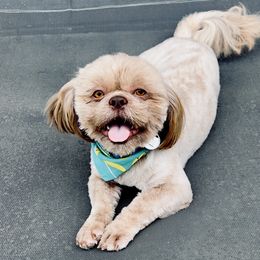 Oliver - Liver male Shih Tzu puppy in Mobile, Alabama from I Shih Tzu not Puppies of the Gulf Coast