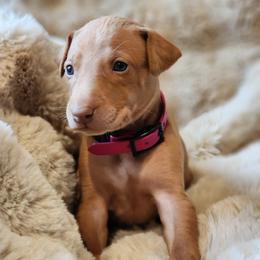Cupid - Red golden female Pharaoh Hound puppy in Snohomish, Washington from ACE Pharaoh Hounds