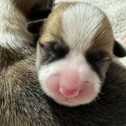 Willem - Red male Pembroke Welsh Corgi puppy in Brashear, Texas from Sherwood Acres Pembrokes