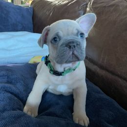 French Bulldog Puppies from Private Reserve French Bulldogs