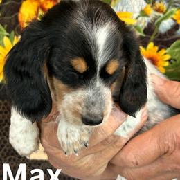Max - Black and tan male Dachshund puppy in Lexington, Oklahoma from Terry's Dachshunds (BooneDox Mini Dachshunds)