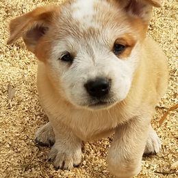 Australian Cattle Dog Puppies from Mystic DK Australian Cattle Dogs