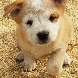 Australian Cattle Dog Puppies from Mystic DK Australian Cattle Dogs