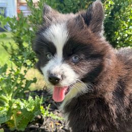 Nova - Black and white female Pomsky puppy in Ravena, New York from Osiris’s Siberians & Pomskies