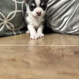Chihuahua Puppies from Clan Cordovathone