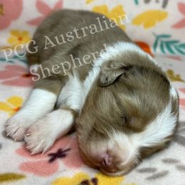 Australian Shepherd Puppies from PCG Farms