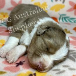 Australian Shepherd Puppies from PCG Farms