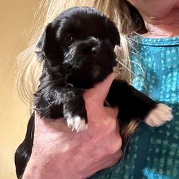 Havanese Puppies from Rose Hill Havanese