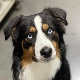 Garth - Australian Shepherd