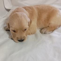 Betty - Golden female Golden Retriever puppy in Fort White, Florida from Triple-s-kennel