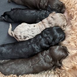 Bernedoodle, Cockapoo, and Goldendoodle Puppies from Avery Doodle Day LLC