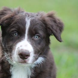 Mitch - Red male Border Collie puppy in Tylertown, Mississippi from Cool Meadow Farms