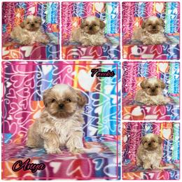 Anya - Cream and white female Shih Tzu puppy in Yelm, Washington from Lala's All Star Shih Tzu