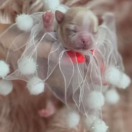 Alvin - Cream male Chihuahua puppy in Brooksville, Florida from Daystars Chihuahuas