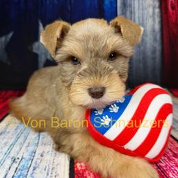 Maverick AKC Rare 3,600 - Liver male Miniature Schnauzer puppy in Dayton, Texas from Von Baron Schnauzers