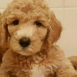 Goldendoodles from Boulder Mountain Doodles