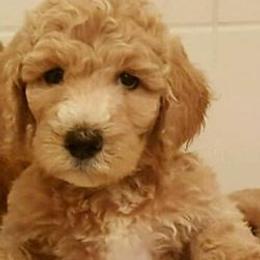 Goldendoodles from Boulder Mountain Doodles