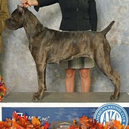 Hermione - Cane Corso