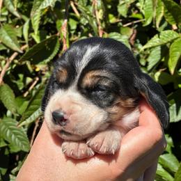 Female 2 - Black brown and white female Basset Hound puppy in Lindley, New York from Hill Top Basset Hounds & Cane Corso