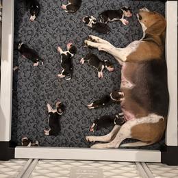 Harrier Puppies from Darkfire Harriers