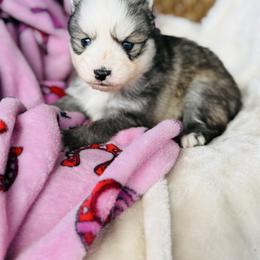 Sunner - Silver and white male Pomsky puppy in Yavapai County, Arizona from Pawsh Pomskies