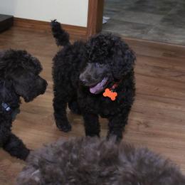 Poodle Puppies from RK'S Pets