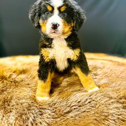 Big X - Tri-color male Bernese Mountain Dog puppy in Alabama from Dogwood Creek Bernese