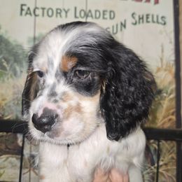 Sky - Blue belton and tan (tri-color) female English Setter puppy in Morrice, Michigan from Wild Bird Setters