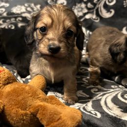 Sugar - Cream female Dachshund puppy in Cattaraugus County, New York from H&C’s Dachshunds and Retrievers