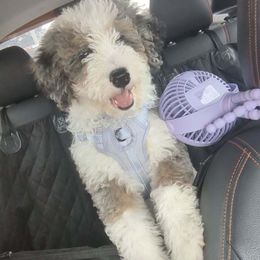 Bernedoodle All Grown Up from G Rock Doodles