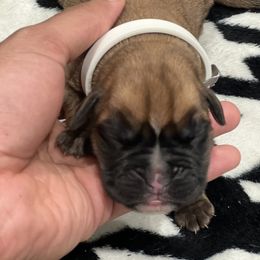Boxer Puppies from PrideNJoy Boxers