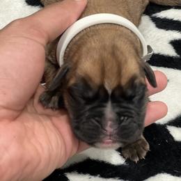 Boxer Puppies from PrideNJoy Boxers
