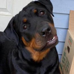Rottweilers from Michelle's Rottweilers