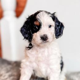 Skunk - Tri-color female Cavapoo puppy in Idaho Falls, Idaho from Freckle Paw Family