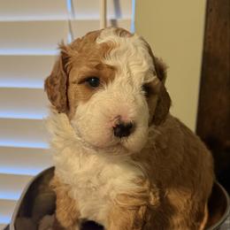 Daffodil - Red female Bernedoodle puppy in Mint Hill, North Carolina from Ball-Y-Hoo Bernedoodles
