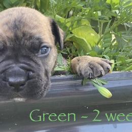 Boerboel Puppies from Silverthorne Boerboels