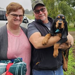 Black and Tan Coonhound Puppies from Windbourne Farm Black & Tan Coonhounds