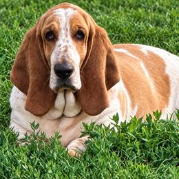 Gerty - Basset Hound