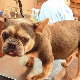 French Bulldogs from J & G Kennels