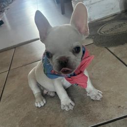 French Bulldog Puppies from Love Bundles