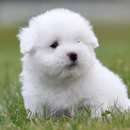 Cotons de Tulear from Lori Brock